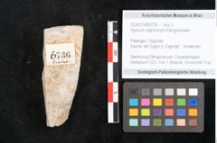 Foto (Objekt + Etikett) von Hypnum sagorianum Ettingshausen (NHMW-GEO-2024-0188-6736)